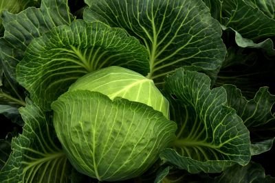 Cabbage