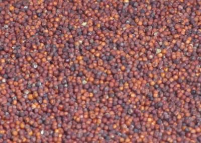 Finger Millet